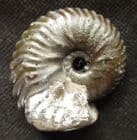 RARE ; DIMORPHOPLITES NIOBE TRANSITIONAL TO D. PINAX - GAULT CLAY, FOLKESTONE.