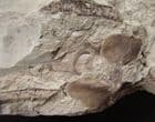 RARE FREE FLOATING DUCKWEED FROM THE MIOCENE OF THE CZECH REPUBLIC.