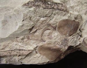 RARE FREE FLOATING DUCKWEED FROM THE MIOCENE OF THE CZECH REPUBLIC.