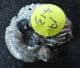 RARE GAULT CLAY AMMONITE - EUHOPLITES VULGARIS - FOLKESTONE.