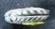 RARE GAULT CLAY AMMONITE - EUHOPLITES VULGARIS - FOLKESTONE.
