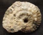 RARE JUVENILE STRIGOCERAS - JURASSIC, DORSET.