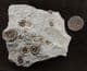 RARE 'YELLOWSTONE' BED AMMONITES - JURASSIC, DORET.