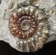 RARE 'YELLOWSTONE' BED AMMONITES - JURASSIC, DORET.