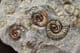 RARE 'YELLOWSTONE' BED AMMONITES - JURASSIC, DORET.