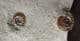 RARE 'YELLOWSTONE' BED AMMONITES - JURASSIC, DORET.