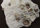 RARE 'YELLOWSTONE' BED AMMONITES - JURASSIC, DORET.