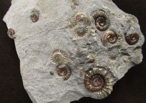 RARE 'YELLOWSTONE' BED AMMONITES - JURASSIC, DORET.
