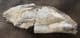 RATFISH JAW SECTION - OXFORD CLAY, PETERBOROUGH.