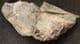 RATFISH JAW SECTION - OXFORD CLAY, PETERBOROUGH.
