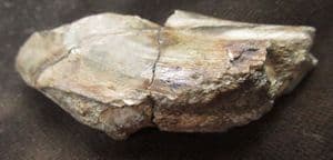RATFISH JAW SECTION - OXFORD CLAY, PETERBOROUGH.