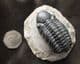 REEDOPS CEPHALOTES HAMLADADICUS  - DEVONIAN, MOROCCO.