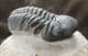 REEDOPS CEPHALOTES HAMLADADICUS  - DEVONIAN, MOROCCO.