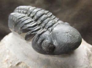 REEDOPS CEPHALOTES HAMLADADICUS  - DEVONIAN, MOROCCO.
