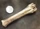 REINDEER CANNONBONE - PLEISTOCENE, POLAND.