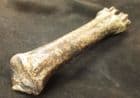 REINDEER CANNONBONE - PLEISTOCENE, POLAND.