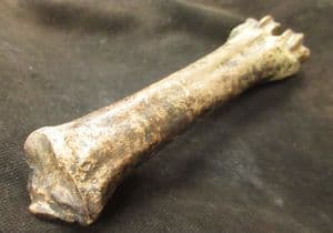 REINDEER CANNONBONE - PLEISTOCENE, POLAND.