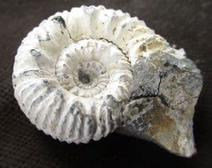 REINECKIA ANCEPS - JURASSIC, WILTSHIRE.