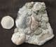 REPTILE COPROLITES - TRIASSIC, GLOUCESTERSHIRE.