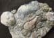 REPTILE COPROLITES - TRIASSIC, GLOUCESTERSHIRE.