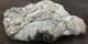 REPTILE COPROLITES - TRIASSIC, GLOUCESTERSHIRE.