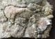 REPTILE COPROLITES - TRIASSIC, GLOUCESTERSHIRE.