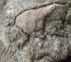 REPTILE COPROLITES - TRIASSIC, GLOUCESTERSHIRE.