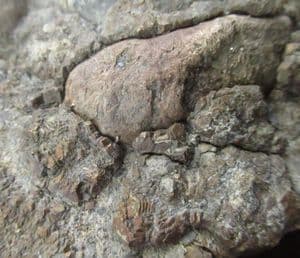 REPTILE COPROLITES - TRIASSIC, GLOUCESTERSHIRE.