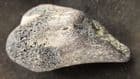 REPTILE LIMB BONE SECTION - EOCENE, WEST SUSSEX.