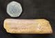 REPTILE RIB - JURASSIC, OXFORDSHIRE.