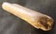 REPTILE RIB - JURASSIC, OXFORDSHIRE.