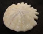 ROTULOIDEA FIMBRIATA - PLIOCENE, MOROCCO.