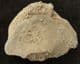 RUMPHIA PELLUCIDA - UPPER MIOCENE, JAVA.
