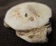 RUMPHIA PELLUCIDA - UPPER MIOCENE, JAVA.