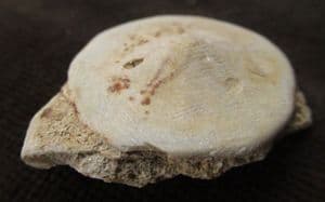RUMPHIA PELLUCIDA - UPPER MIOCENE, JAVA.