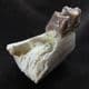 RUNNING RHINO - PART OF JAW WITH TOOTH - OLIGOCENE, SOUTH DAKOTA.