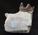 RUNNING RHINO - PART OF JAW WITH TOOTH - OLIGOCENE, SOUTH DAKOTA.
