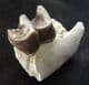 RUNNING RHINO - PART OF JAW WITH TOOTH - OLIGOCENE, SOUTH DAKOTA.