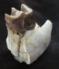 RUNNING RHINO - PART OF JAW WITH TOOTH - OLIGOCENE, SOUTH DAKOTA.