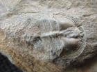 SALTEROLITHUS CARACTACI - ORDOVICIAN - SHROPSHIRE /WALES BORDER.
