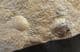 SALTEROLITHUS WITH LONG GENAL SPINES PRESERVED - ORDOVICIAN, WALES.