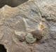 SALTEROLITHUS WITH LONG GENAL SPINES PRESERVED - ORDOVICIAN, WALES.
