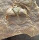 SALTEROLITHUS WITH LONG GENAL SPINES PRESERVED - ORDOVICIAN, WALES.