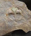 SALTEROLITHUS WITH LONG GENAL SPINES PRESERVED - ORDOVICIAN, WALES.