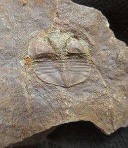 SALTEROLITHUS WITH LONG GENAL SPINES PRESERVED - ORDOVICIAN, WALES.