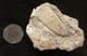 SAWFISH ROSRAL PEG AND VERTEBRA - EOCENE, MOROCCO.
