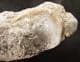 SAWFISH ROSRAL PEG AND VERTEBRA - EOCENE, MOROCCO.