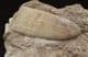 SAWFISH ROSRAL PEG AND VERTEBRA - EOCENE, MOROCCO.