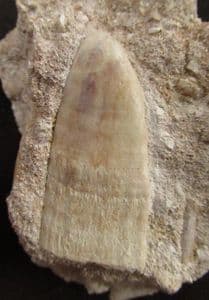 SAWFISH ROSRAL PEG AND VERTEBRA - EOCENE, MOROCCO.