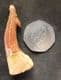 SAWFISH ROSTRAL PEG - CRETACEOUS, MOROCCO.